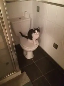 Whisky wants to take her toilet training to the next level!