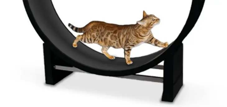 the cat in motion exercise wheel with a cat using it