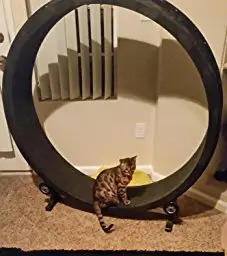 cat sitting on the one fast cat wheel