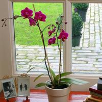 are purple orchids safe for cats