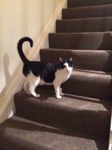 Tuxedo Cat The Home Of The Black And White Cat Tuxedo Cat