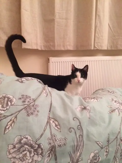 Tuxedo cat checking on owners in bed