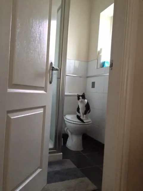 Toilet Training your Cat
