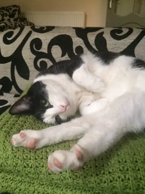 Cute black and white tuxedo cat relaxing