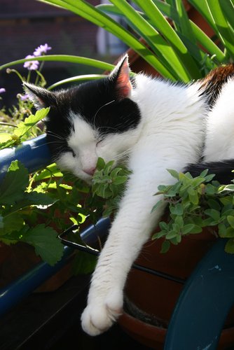 can my cat eat catnip?