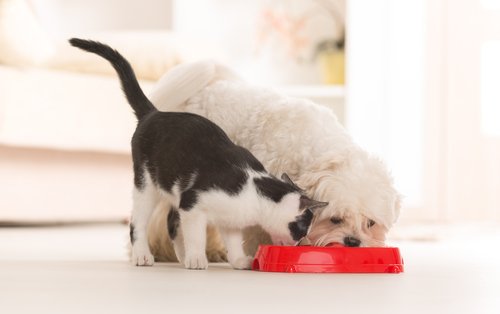 can my cat eat dog food?