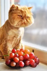 can my cat eat grapes?