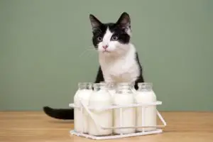 can my cat drink milk?