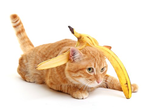 Can my cat eat bananas?