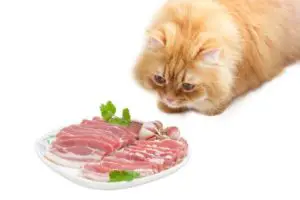 Can my cat eat raw bacon?