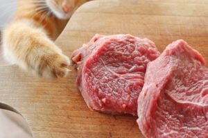 can my cat eat ham?