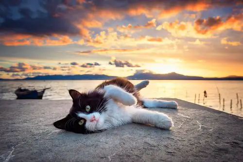 Tuxedo Cat relaxing after a long swim