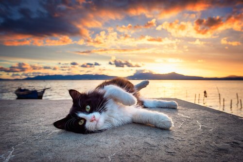 Cat relaxing after a long swim