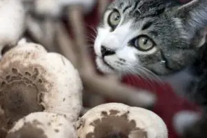 can my cat eat mushrooms?