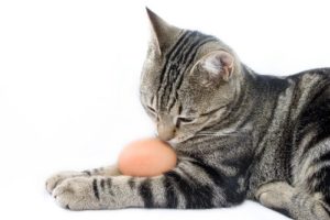 can my cat eat eggs?