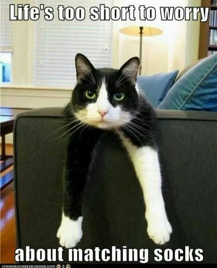 Tuxedo cat with odd socks
