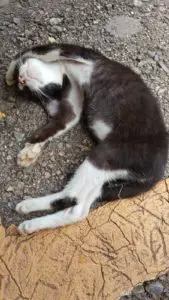 Too much catnip!