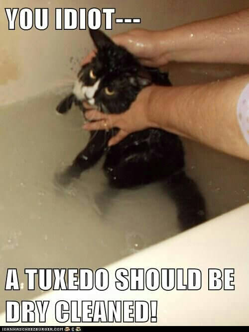 tuxedo cat wash