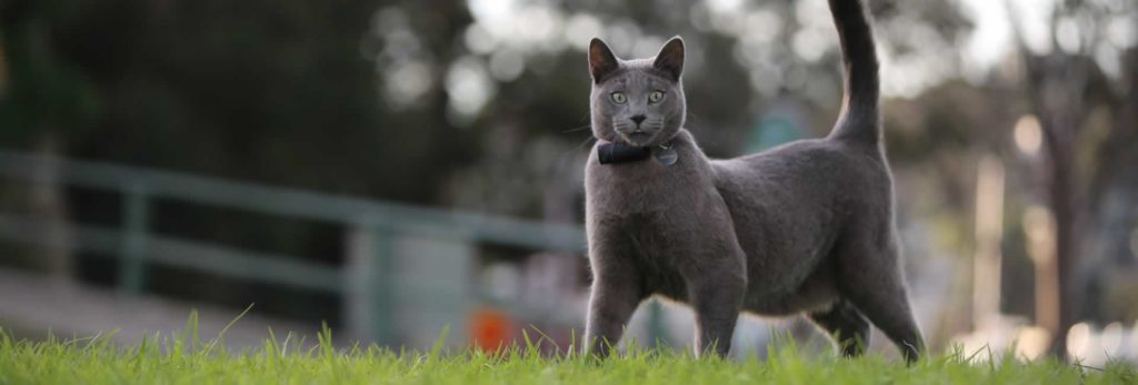 the pod 3 pet tracker being modelled by a grey cat in a garden