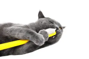 feline dental hygiene guide