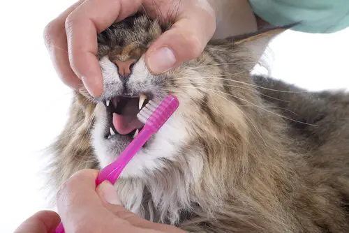 cat having it's teeth cleaned