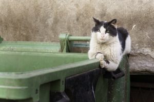 missing cat