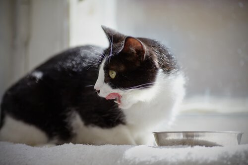 managing your cat's diet