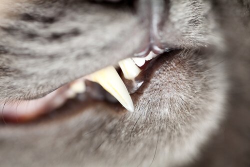 keep your cats teeth healthy