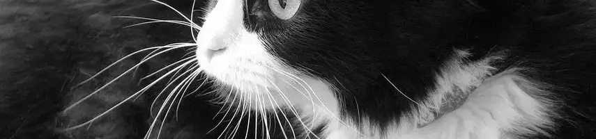 Siyah Beyaz Kediler Bilmeniz Gereken Her Şey  %Post Title