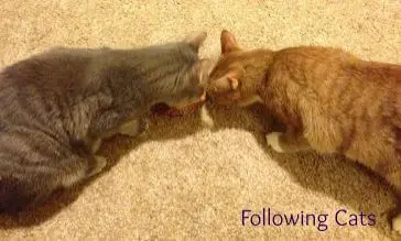 following-cats