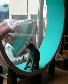 make your own cat wheel