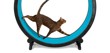 How to Introduce Your Feline to a Cat Exercise Wheel