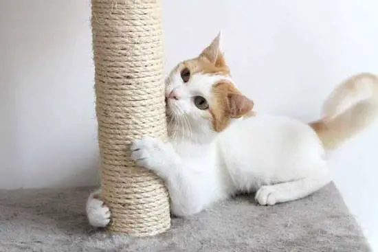 white cat touching and eyeing up a scratching post