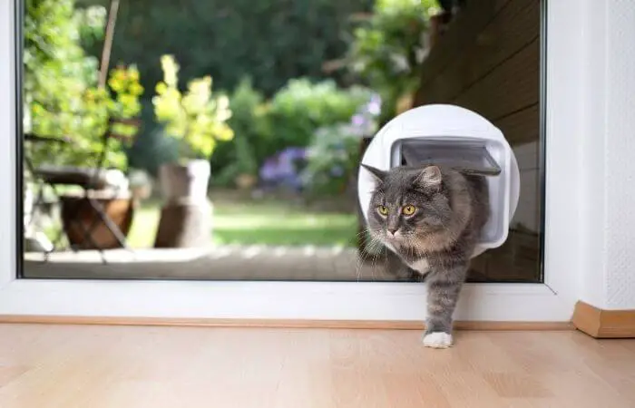 cat using a microchip cat flap