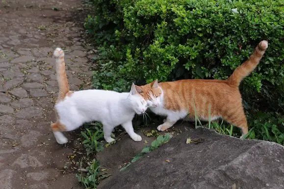 friendly cats communicating with each other