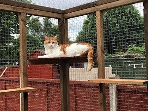 a cat using a catio