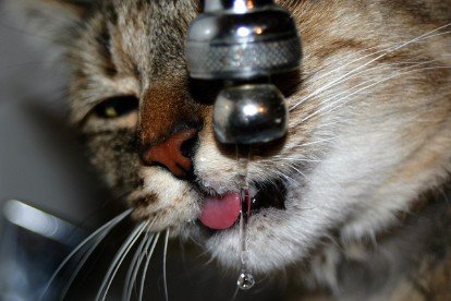 cat drinking from a tap