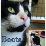 Boots – Currently residing at Ty-Nant cat sanctuary awaiting adoption.   He’s about 4 years old and he’s a bit of a bossy boots and tries his best whenever someone visits to get them to choose him.  If you are interested in adopting Boots please give Ty-nant cat sanctuary a call on 01639 851755   – submitted by Jo