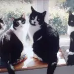Luna, Henry, Anna & Tips – This is right to left Luna (sadly no longer with us) who was mummy two Henry, Anna (sadly no longer with us) and Tips who is blind. – submitted by Val