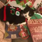 Vincent – The Christmas Cat – submitted by Audrua