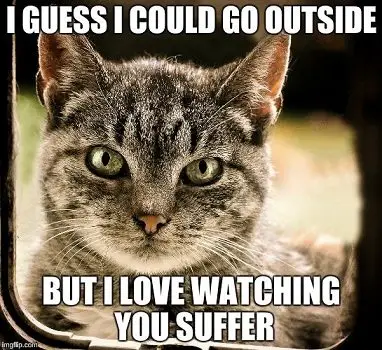 cat flap meme about cat not wanting to go through the cat flap