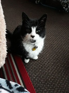 a black and white cat sat on a carpet looking up at the camera