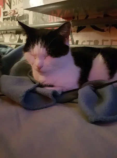 a black and white cat sat on a blanket with it's eyes closed