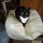 Sabinas tuxedo cat