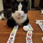 Sir Winston the tuxedo cat