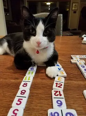a black and white cat called Sir Winston sat on a wooden table with some dominos