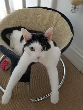 a black and white cat sat in a cat bed with its front legs hanging out