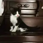 a tuxedo kitten