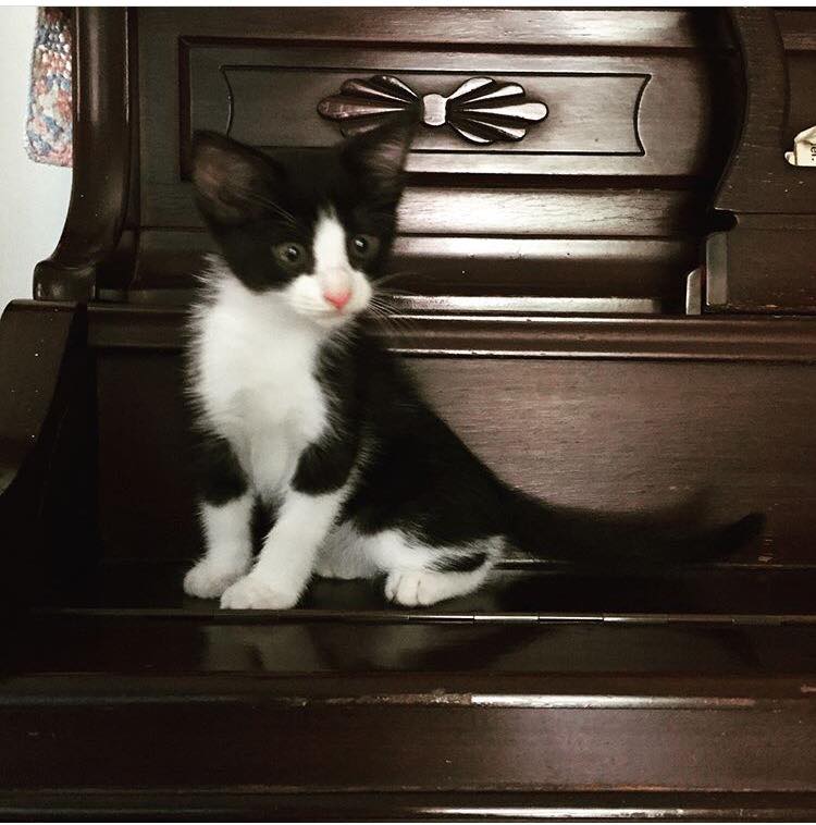 a small black and white kitten sat on a wooden piece of furniture