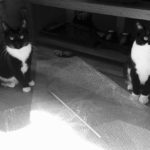 black and white cats Molly & Milly